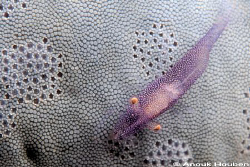 Commensal shrimp, Periclimenes sp. on a blue sea star. Pi... by Anouk Houben 